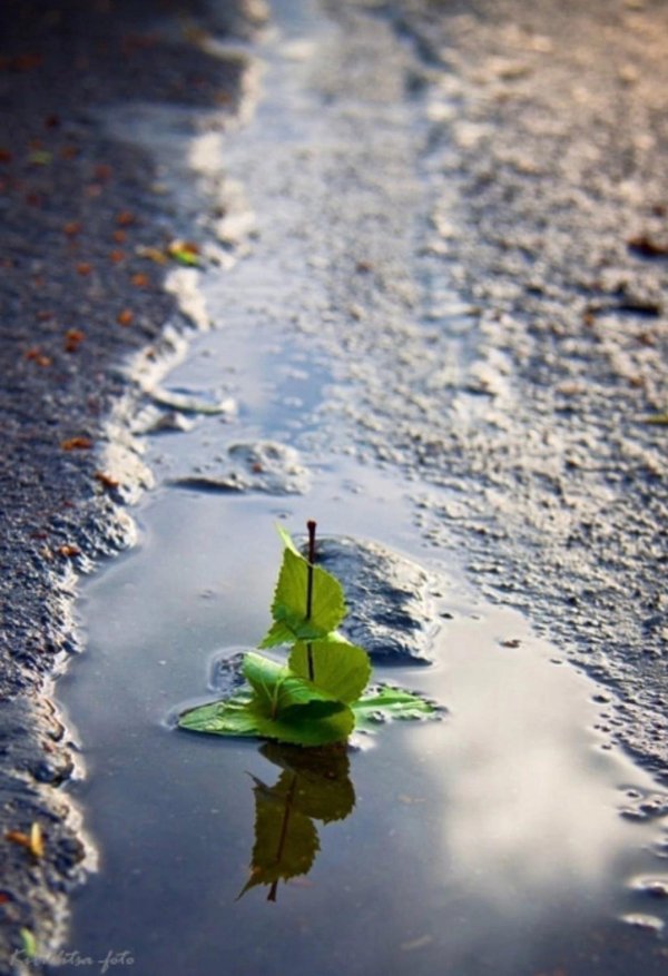 росток пробивается сквозь асфальт