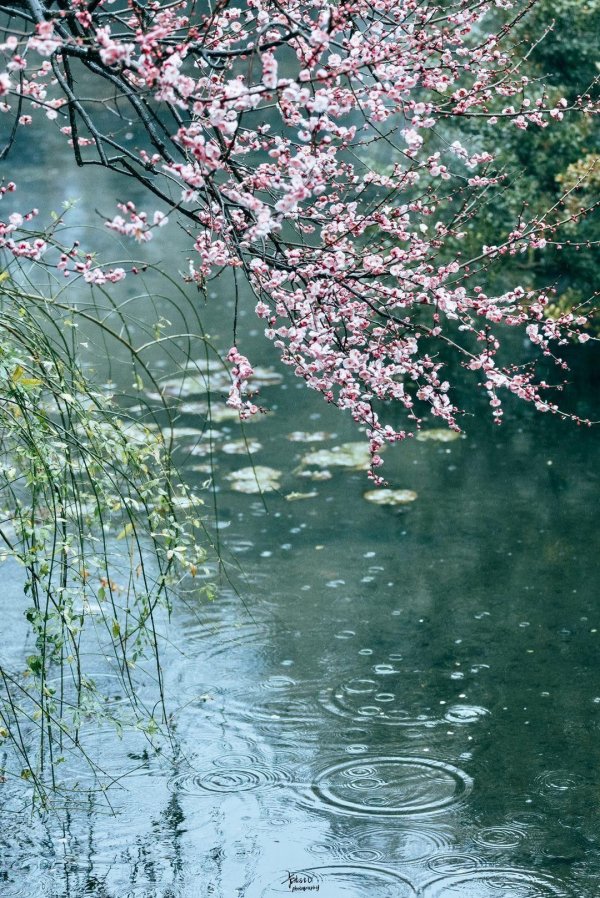 цветение сакуры