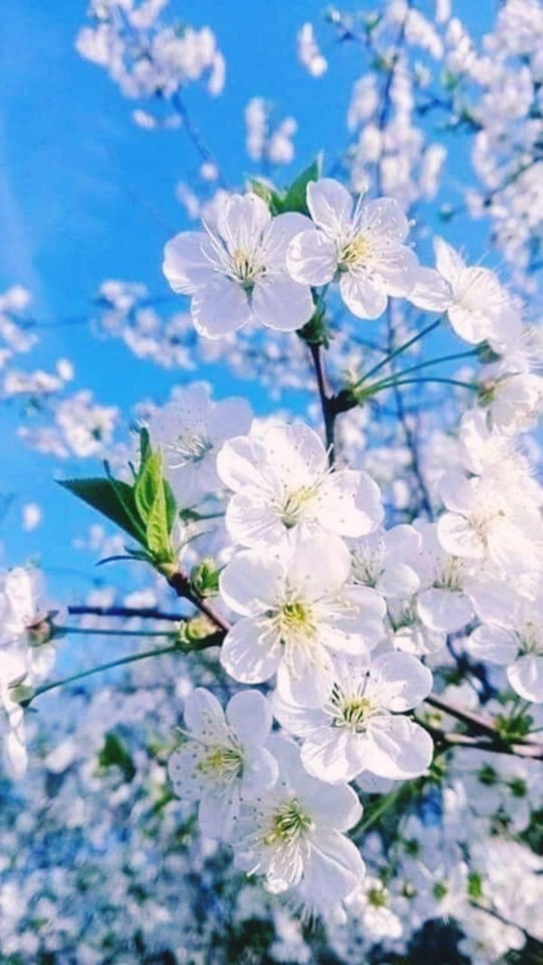 цветет яблоня