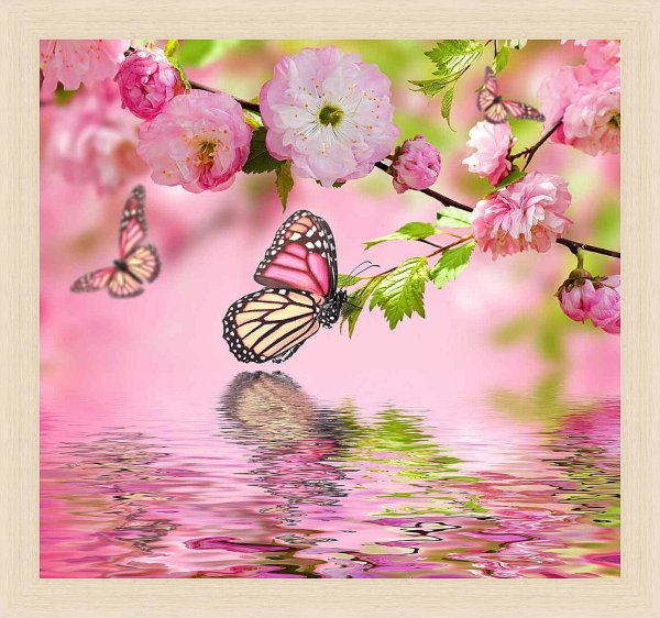 розовая бабочка