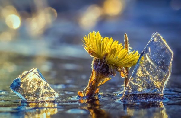 лужи весной