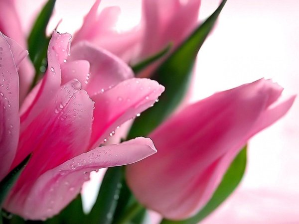 розовые тюльпаны