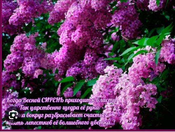 майская сирень