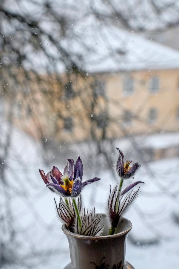 прострел сон трава