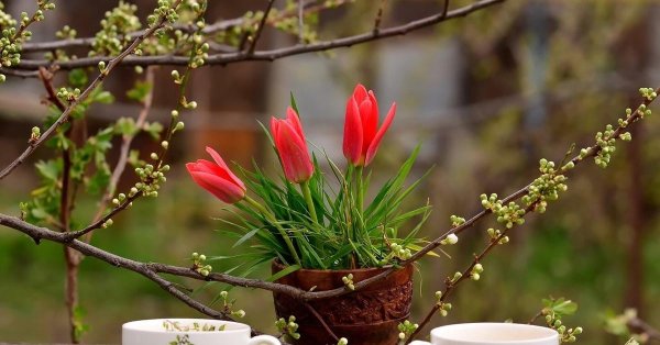 цветы утренние