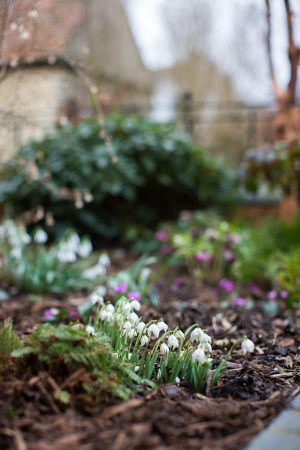 подснежник галантус