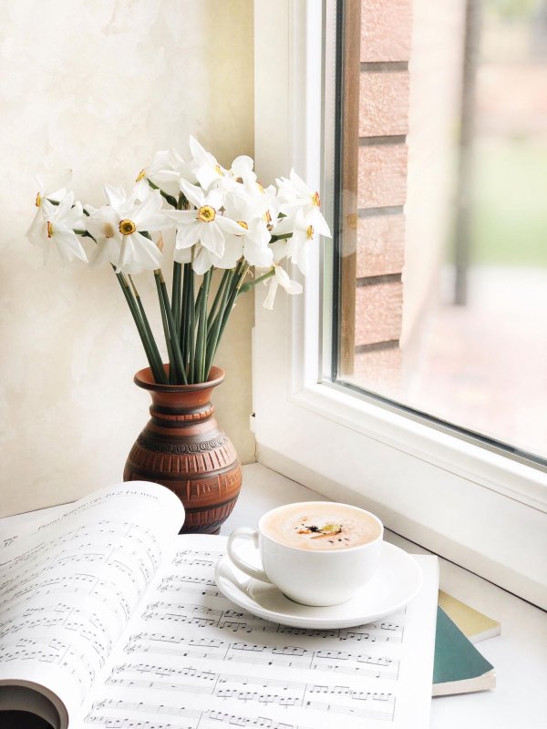 цветок на подоконнике