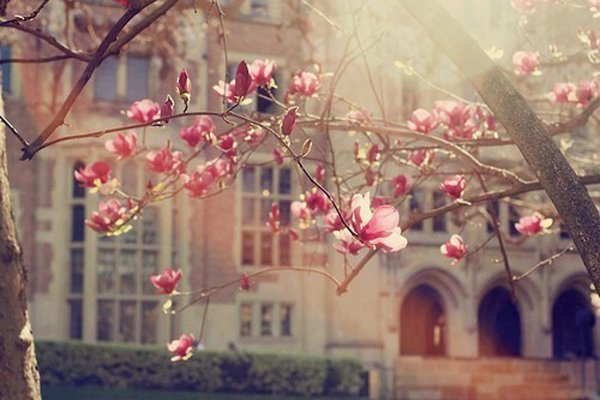 весна пинтерест