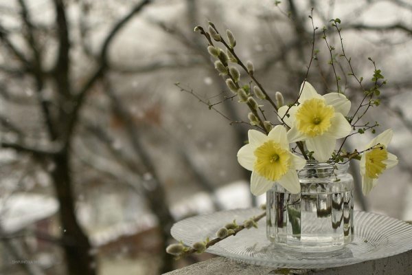 вербное воскресенье верба нарциссы