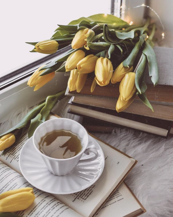 тюльпаны эстетика