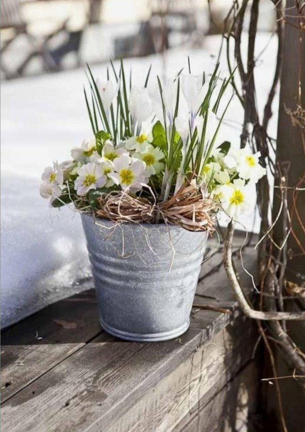 композиции из первоцветов