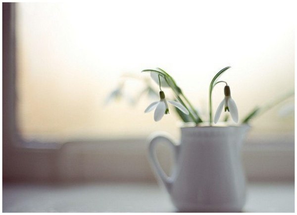 цветок подснежник