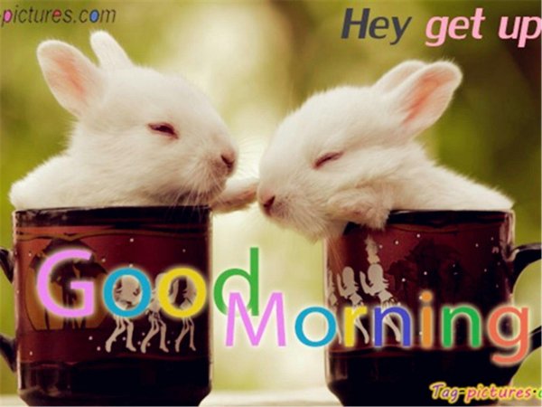 good morning rabbit