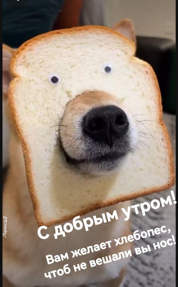 собака хлеб
