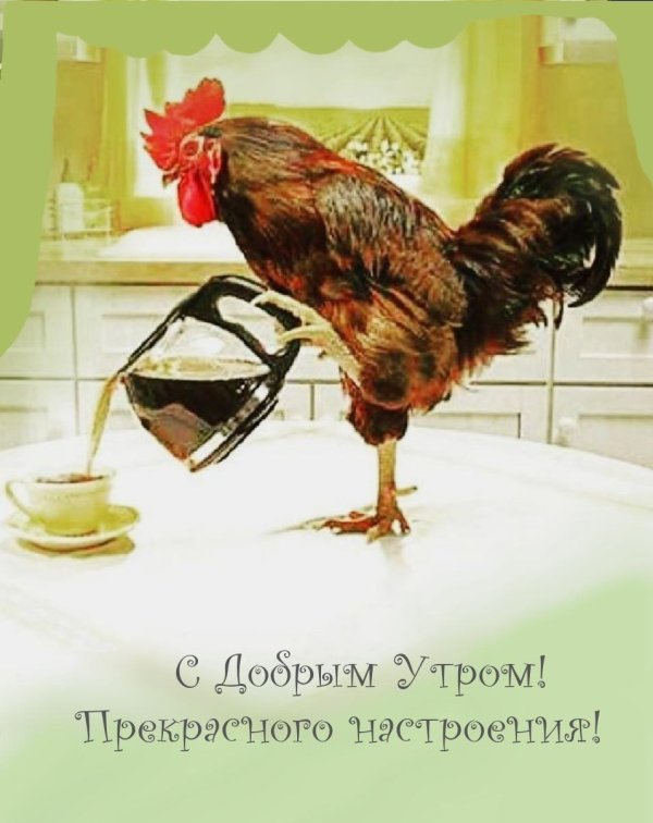 доброе утро курочки