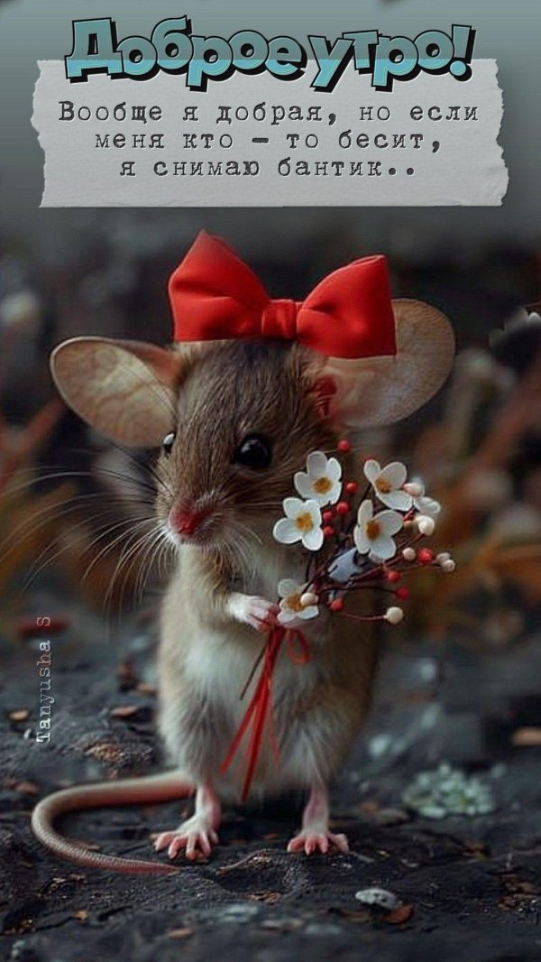красивая мышка