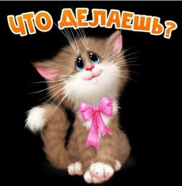 кошка выглядывает