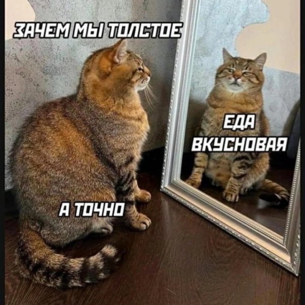 кот степан харьков