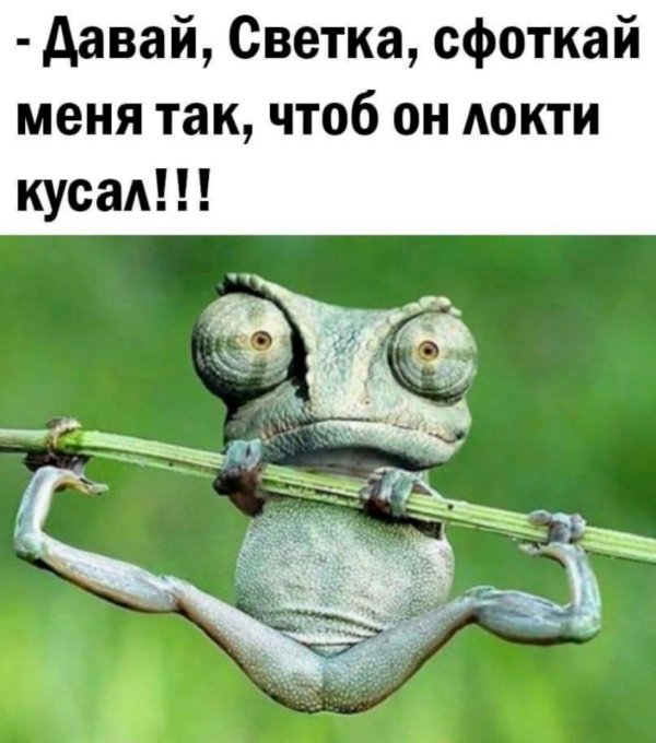 ящерица хамелеон