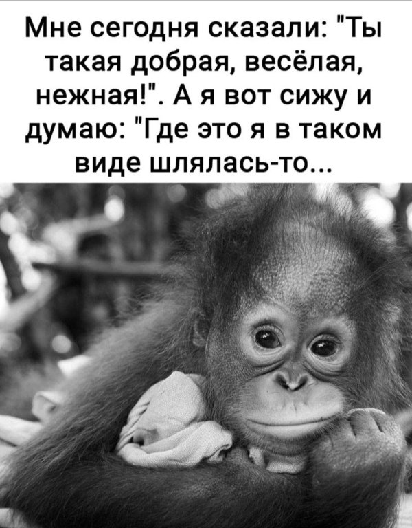 детеныш орангутанга