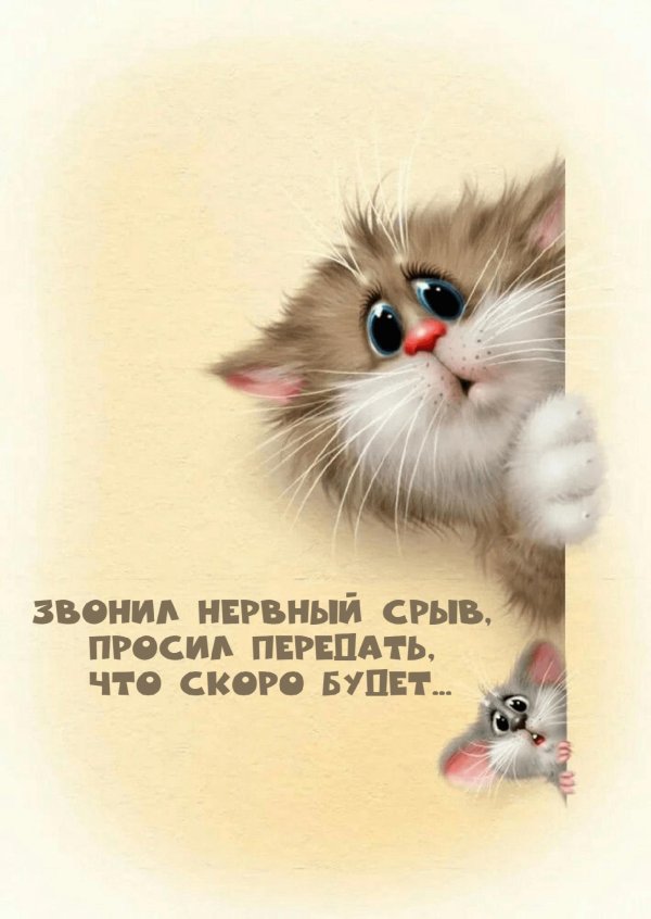 кошка выглядывает