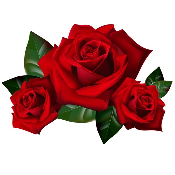 роза на прозрачном фоне