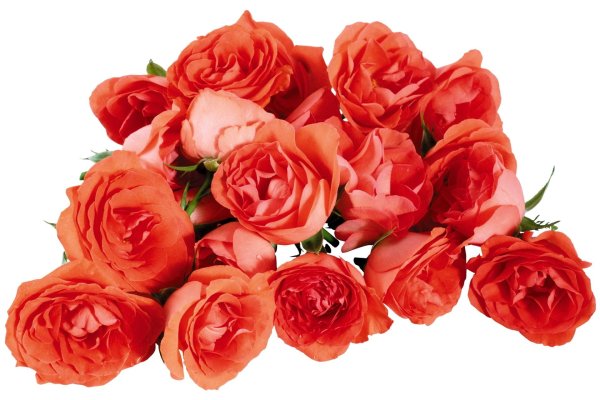 роза фловер