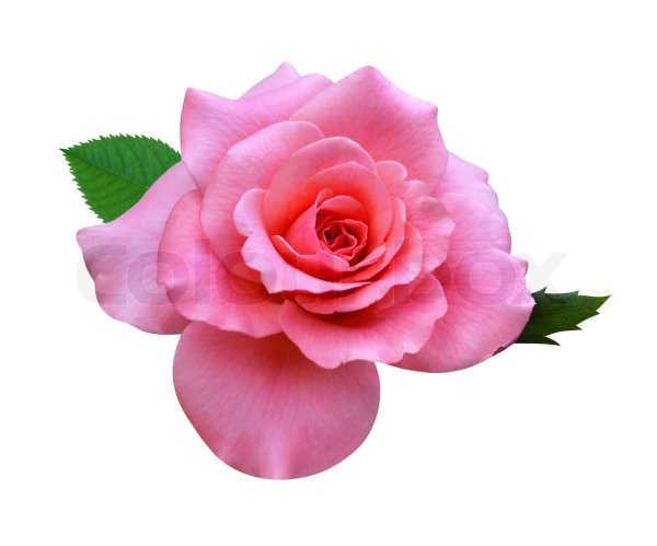 роза на прозрачном фоне