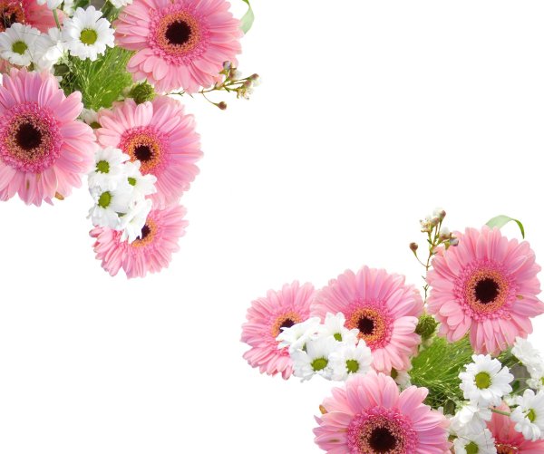 гербера вайт спринг