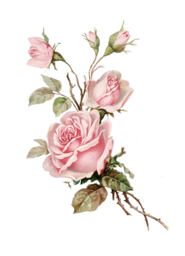 роза акварель
