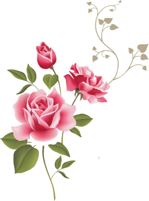 роза на прозрачном фоне