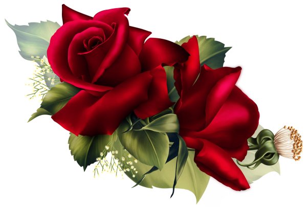 роза клипарт