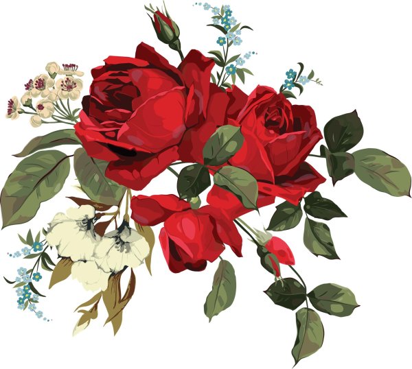 роза на прозрачном фоне