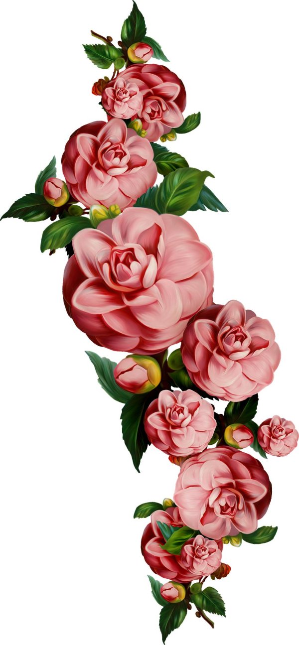 цветы иллюстрация