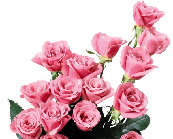 роза розовая