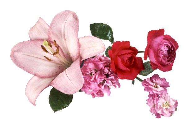 цветы без фона