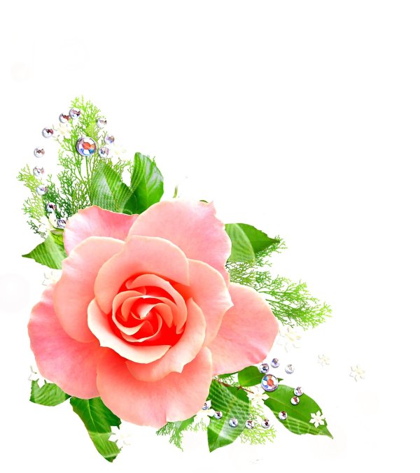 красивые цветы без фона