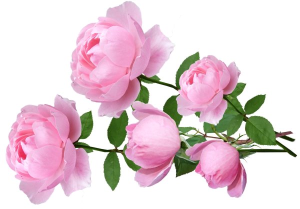 пион на прозрачном фоне