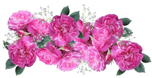 розовый цветок