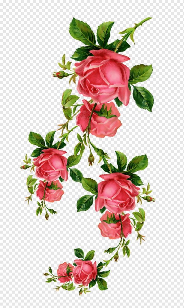 прозрачный фон цветы