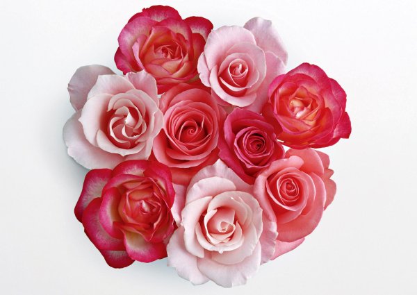 пинк флауэр роза