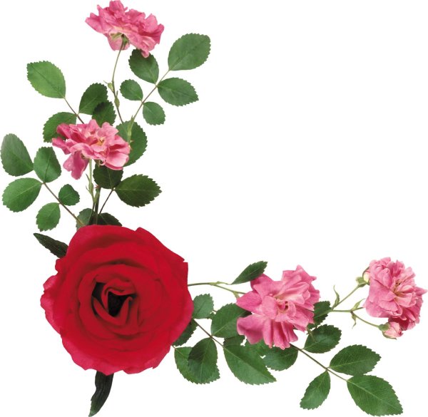 угловые цветы