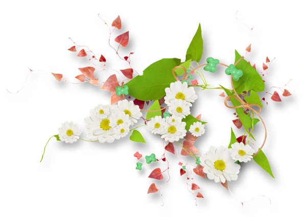 цветок для фотошопа на прозрачном фоне