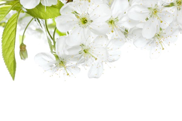 цветки вишни