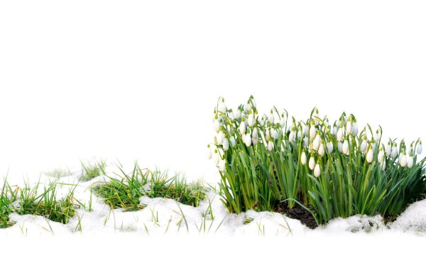 весна подснежник