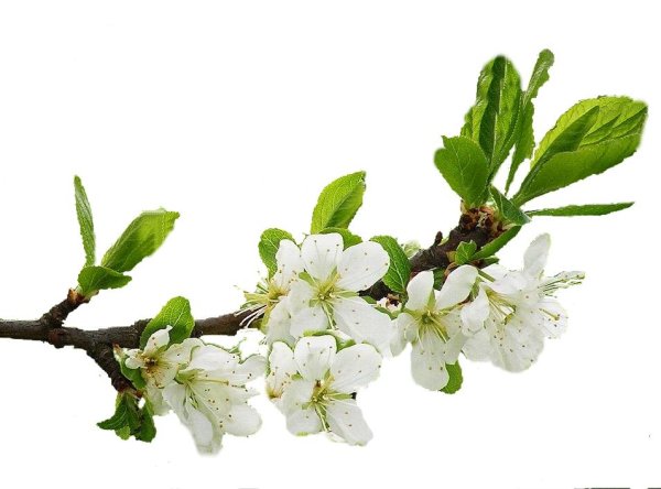 цветущие ветки