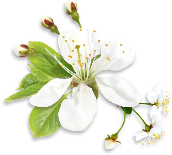 цветущие ветки