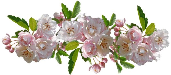 ветка яблони