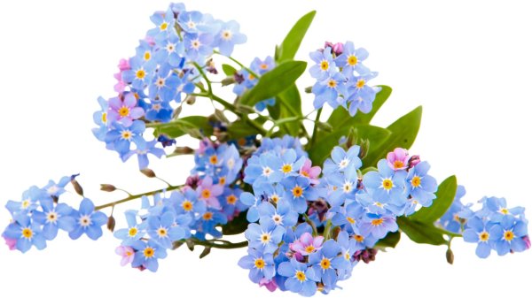 незабудка болотная куст