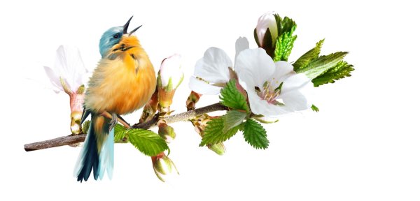 весна без фона